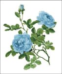 (image for) Willmott: Rose Alba Blue